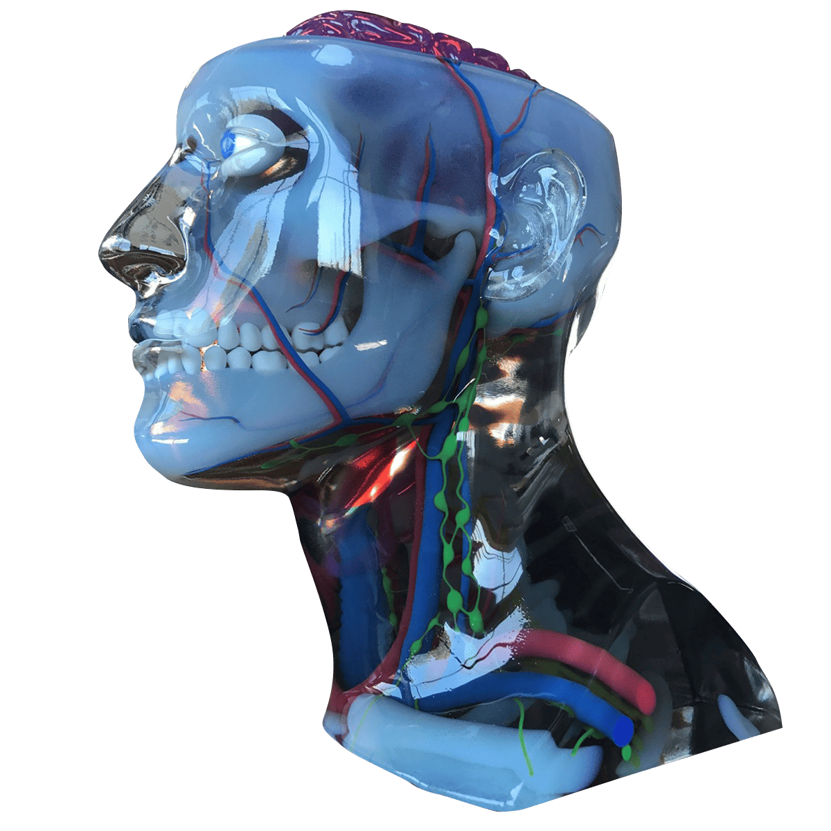 Human anatomy model created with Polyjet 3D printing Human anatomy model created with Polyjet 3D printing